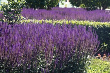 anlæg staudebed Staudesalvie anlæg staudebed Staudesalvie